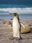 King penguin. South America, Falkland Islands, Saunders Island Art Print